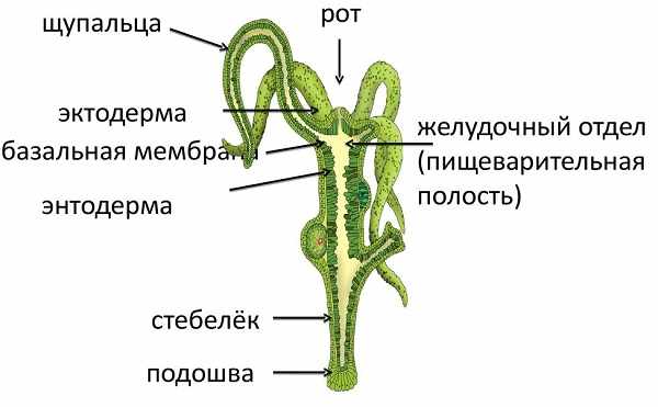 Ссылка кракен не работает