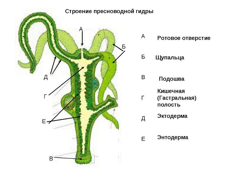 Браузер для кракен